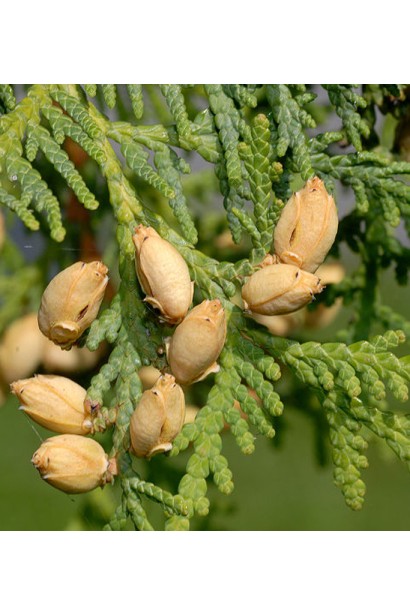 Туя західна Брабант Топіар Куля шишки